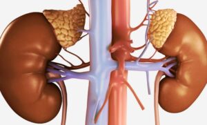 آدرنئال
