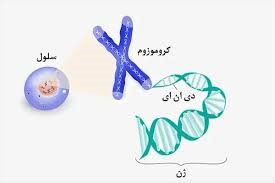 کاریوتایپ